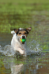 hundefotos parson_russell_terrier