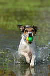 hundefotos parson_russell_terrier