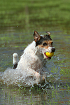 hundefotos parson_russell_terrier