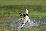 hundefotos parson_russell_terrier