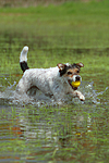hundefotos parson_russell_terrier