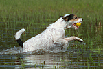 hundefotos parson_russell_terrier