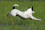 hundefotos parson_russell_terrier