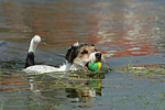 hundefotos parson_russell_terrier
