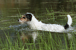 hundefotos parson_russell_terrier