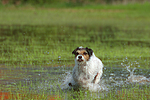 hundefotos parson_russell_terrier