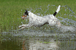 hundefotos parson_russell_terrier