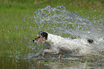 hundefotos parson_russell_terrier