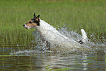 hundefotos parson_russell_terrier