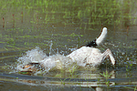hundefotos parson_russell_terrier