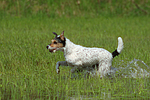 hundefotos parson_russell_terrier