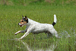 hundefotos parson_russell_terrier