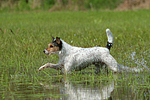 hundefotos parson_russell_terrier