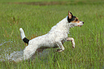 hundefotos parson_russell_terrier