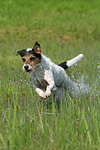 hundefotos parson_russell_terrier