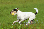 hundefotos parson_russell_terrier
