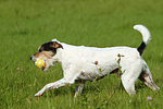 hundefotos parson_russell_terrier