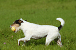 hundefotos parson_russell_terrier