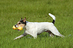 hundefotos parson_russell_terrier