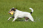 hundefotos parson_russell_terrier
