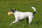 hundefotos parson_russell_terrier
