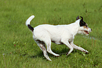 hundefotos parson_russell_terrier