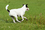 hundefotos parson_russell_terrier