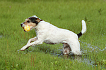 hundefotos parson_russell_terrier