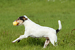 hundefotos parson_russell_terrier