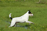 hundefotos parson_russell_terrier