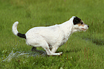 hundefotos parson_russell_terrier