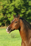 pferdefotos warmblueter