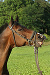 pferdefotos warmblueter
