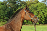 pferdefotos warmblueter