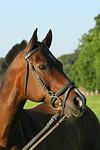 pferdefotos warmblueter