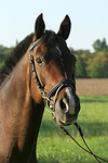 pferdefotos warmblueter