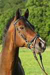 pferdefotos warmblueter