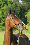 pferdefotos warmblueter