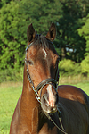 pferdefotos warmblueter