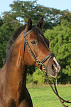 pferdefotos warmblueter