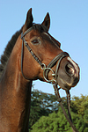 pferdefotos warmblueter