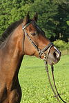 pferdefotos warmblueter