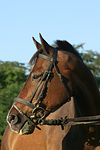 pferdefotos warmblueter