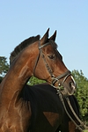 pferdefotos warmblueter