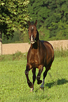 pferdefotos warmblueter