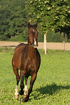 pferdefotos warmblueter