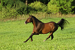 pferdefotos warmblueter