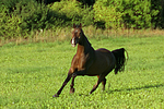 pferdefotos warmblueter