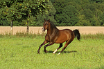 pferdefotos warmblueter
