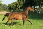 pferdefotos warmblueter